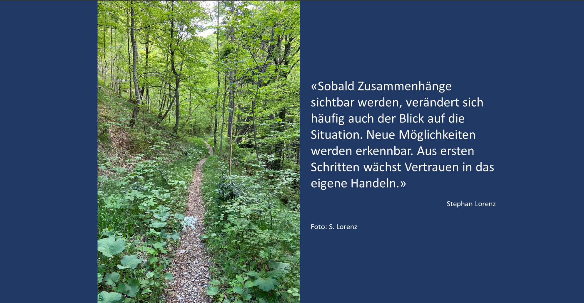 Weg durch den Wald