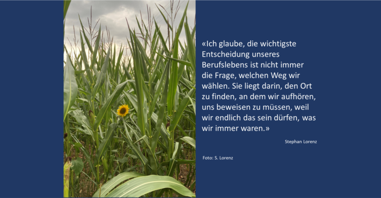 Die Sonnenblume im Maisfeld