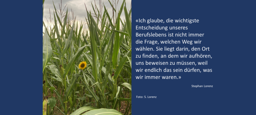 Die Sonnenblume im Maisfeld Die Sonnenblume im Maisfeld